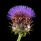 Cardoon , Cynara cardunculus, aka artichoke thistle, cardone, ca