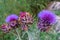 Cardoon, Cynara cardunculus, flower close-up arrangement