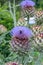 Cardoon Cynara cardunculus, purple flowers