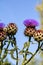 Cardoon flowers