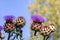 Cardoon flowers and buds in garden against the blue sky.