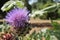 Cardoon Plant.