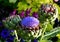 Cardoon plant, also known as the artichoke thistle or globe artichoke