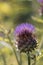 Cardoon plant or artichoke thistle a source of biodiesel fuel.