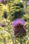 Cardoon plant Cynara cardunculus. Artichoke thistle selective