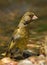 Carduelis chloris european greenfinch