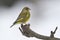 Carduelis chloris, european greenfinch standing on a branch, Vosges, France