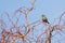 Carduelis chloris - greenfinch, bell green bird
