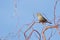 Carduelis chloris - greenfinch, bell green bird