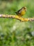 Carduelis chloris Verdilhao cute tap dance in a branch.