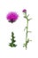 Carduus, acanthoides, background, white, green, plant, wegdistel, single, purple, isolated, nature, closeup, Carduus acanthoides