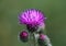 Carduus acanthoides, known as the spiny plumeless thistle, welted thistle, and plumeless thistle