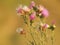 Carduus acanthoides plant, known as the spiny plumeless thistle or welted thistle