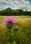 Carduus acanthoides purple flower in the field. thorny wild plant