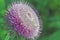 Carduus Acanthoides Spiny Plumeless Thistle growing wild roadside