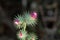 Carduus acicularis thistle