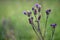 Carduus or Cardonnacum, thistle plant