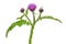 Carduus crispus flower