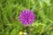 Carduus defloratus thistle purple flower