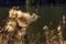 Carduus flowering