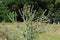 Carduus flowering plant with purple flowers in bloom