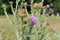 Carduus flowering plant with purple flowers in bloom