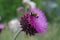 Carduus - flowering thistle with a bee
