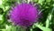 Carduus is a genus of flowering plants in the aster family, Asteraceae, and the tribe Cynareae