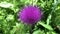 Carduus is a genus of flowering plants in the aster family, Asteraceae, and the tribe Cynareae