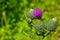 Carduus nutans, beautiful purple thistle flower