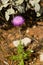 Carduus plant flower plumeless thistle