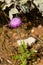 Carduus plant flower plumeless thistle