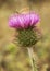 Carduus platypus lovely large thistle and deep pink