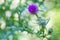 Carduus or plumeless thistles purple flower close-up on thorns background.