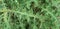 Carduus tenuiflorus Curtis || Carduus nigrescens Vill , use full tropical plant