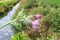 Carduus tenuiflorus flower thorns thorny flowery detail close up nature