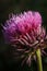 Carduus thistle like purple flower, soft focused macro shot