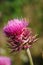 Carduus thistle like purple flower, soft focused macro shot