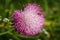 Carduus thistle like purple flower, soft focused macro shot