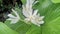 Cardwell lily or Northern christmas lily flower or Proiphys amboinensis are blooming