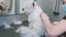 Care hair the West highland white Terrier. Shallow focus