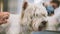 Care hair the West highland white Terrier. Shallow focus