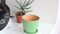 Care of home plants, transplanting cacti, succulents