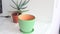 Care of home plants, transplanting cacti, succulents