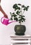 Care of houseplants: watering lemon in a pot from a watering-can