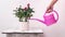 Care of houseplants: watering roses in a pot from a watering-can on a background