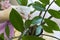 care of indoor plants, close-up shot of a gardener spraying water zamiokulkas indoors.