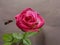 Care about rose Acapella