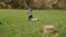 Carefree Asian toddler runs with puppies on green grass