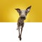 Carefree cheerful doggy. Cute pet, dog Italian greyhound with big kind eyes posing over yellow background. Pet looks